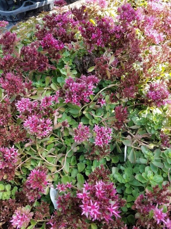 Dragon's Blood Sedum