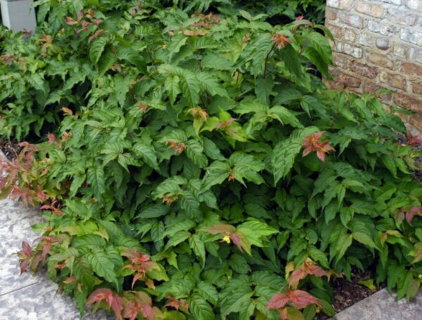 Dwarf Bush Honeysuckle