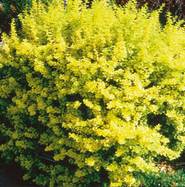 Dwarf Golden Barberry