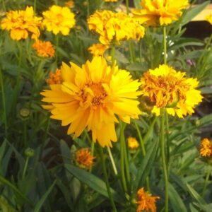 View All Coreopsis