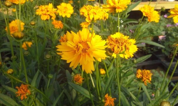 Early Sunrise Coreopsis