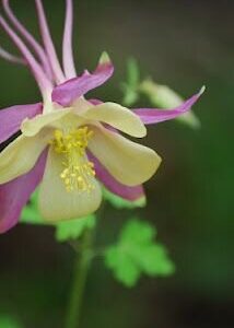 View All Columbine