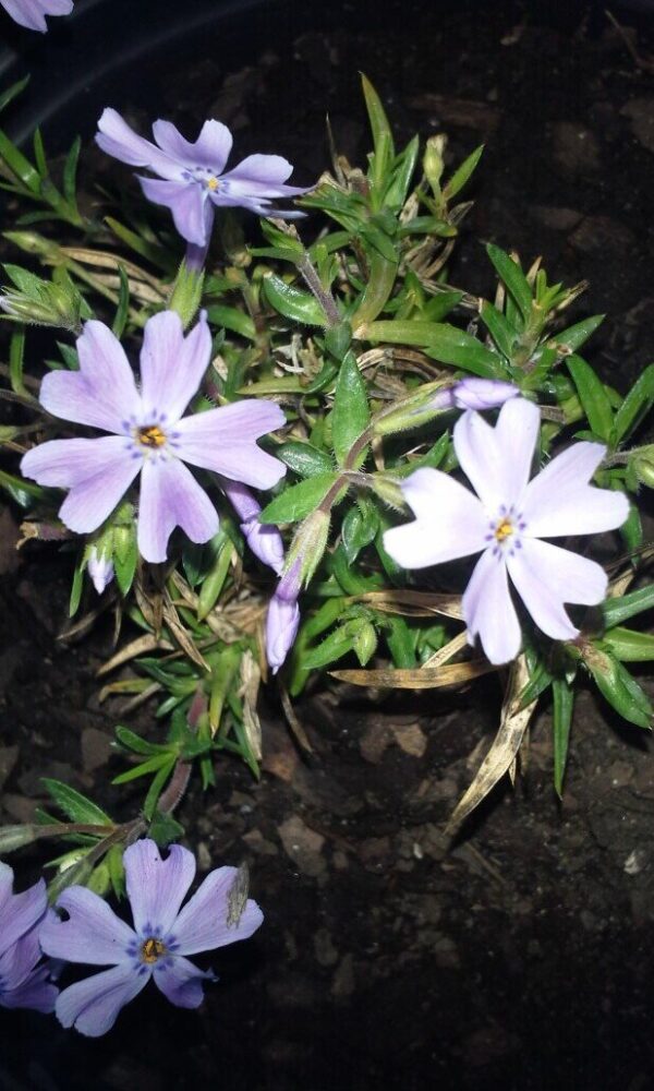 Emerald Blue Creeping Phlox