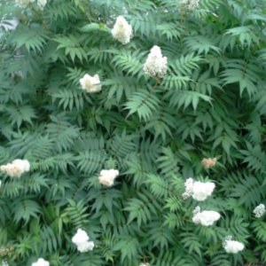 View All False Spirea