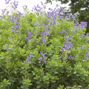 View All Baptisia