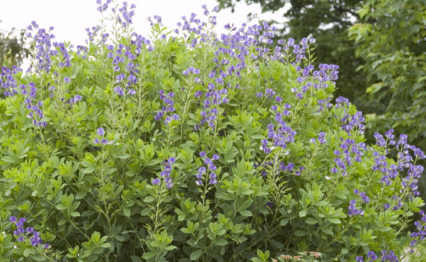 False Indigo Baptisia