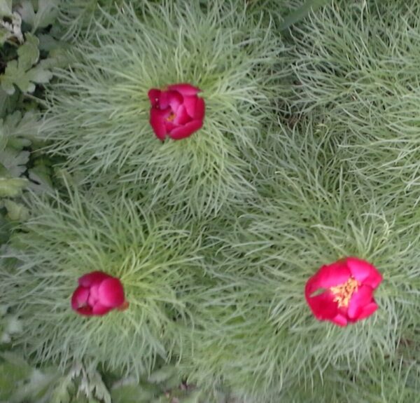 Fern Leaf Peony