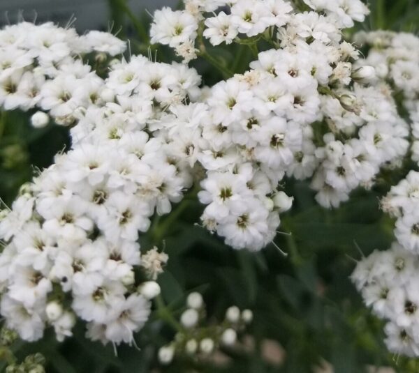 Festival Star Baby's Breath