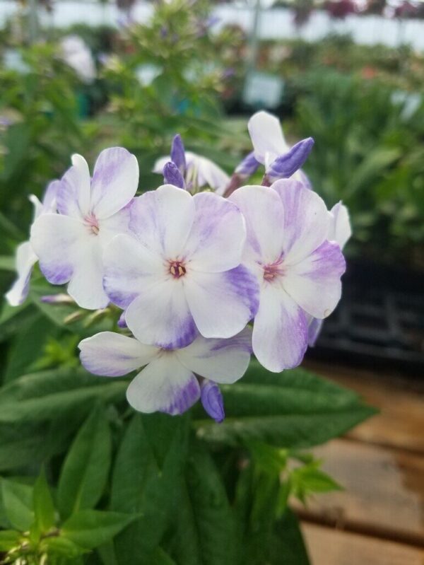 Flame Blue Phlox