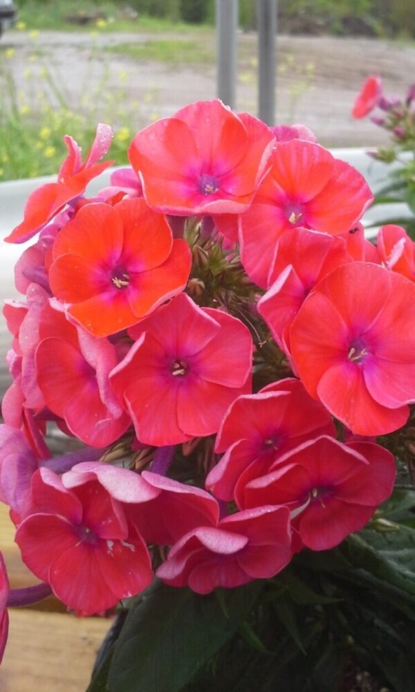 Flame Coral Phlox