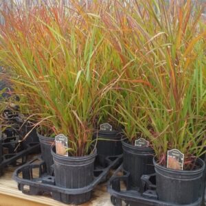 View All Miscanthus