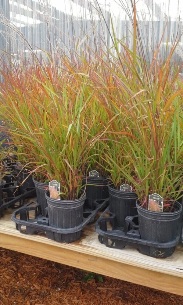 Flame Miscanthus Grass