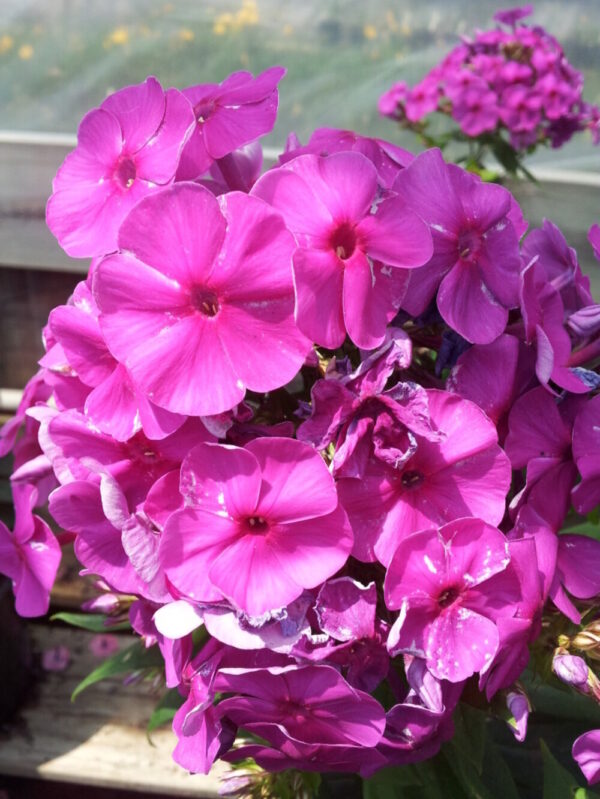 Flame Purple Phlox