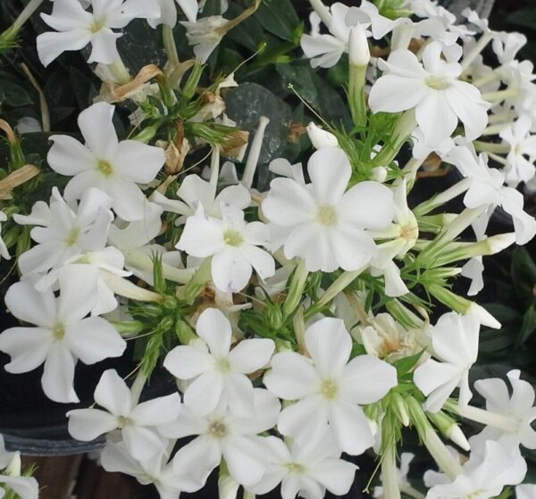 Flame White Phlox