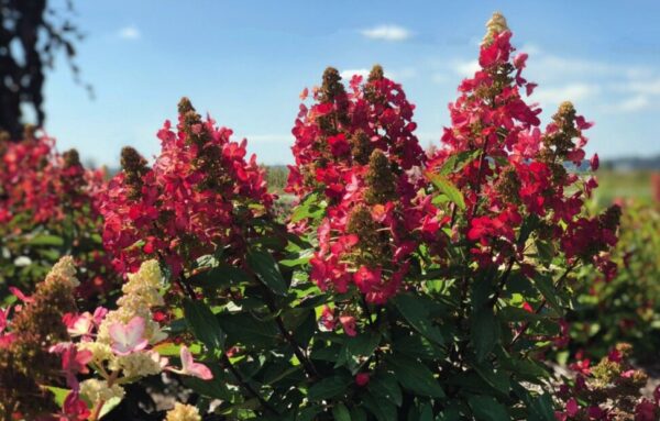 Lavalamp Flare Hydrangea