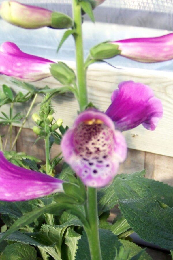 Foxy Foxglove