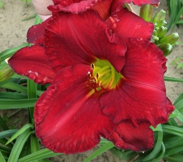 Funny Valentine Daylily