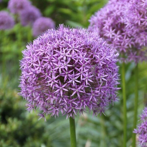 Gladiator Allium