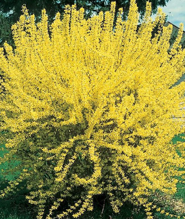 Gold Tide® Forsythia