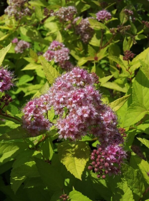 Goldmound Spirea