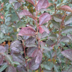 View All Cotoneaster