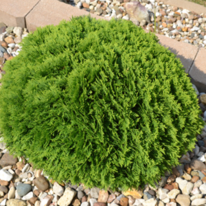 View All Arborvitae (Globe)