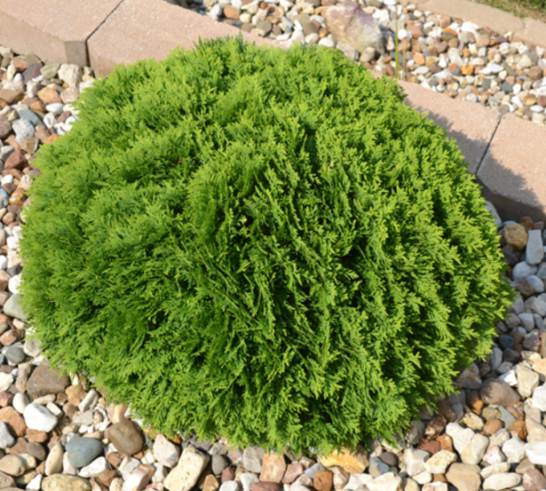 Hetz Midget Arborvitae