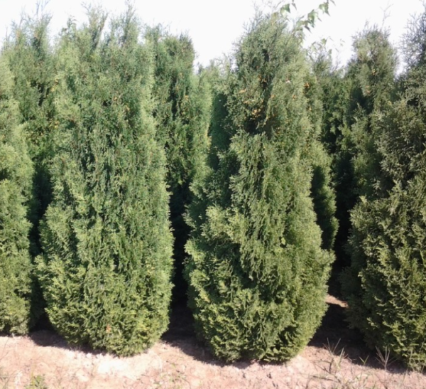 Holmstrup Arborvitae