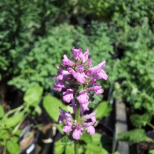 View All Lamb's Ear