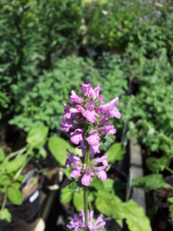 Hummelo Lamb's Ear