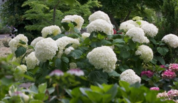 Incrediball® Hydrangea