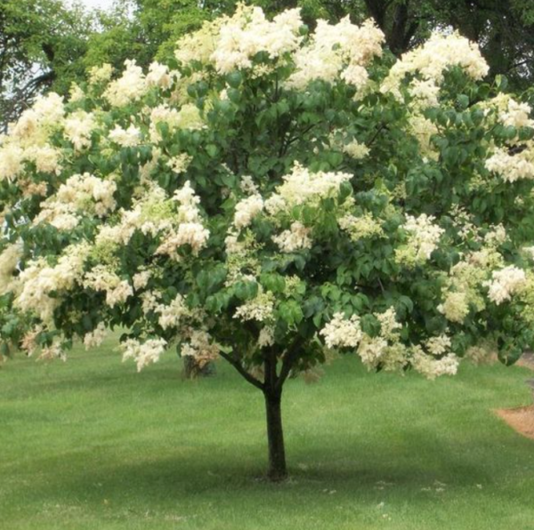 Ivory Silk® Japanese Lilac Tree