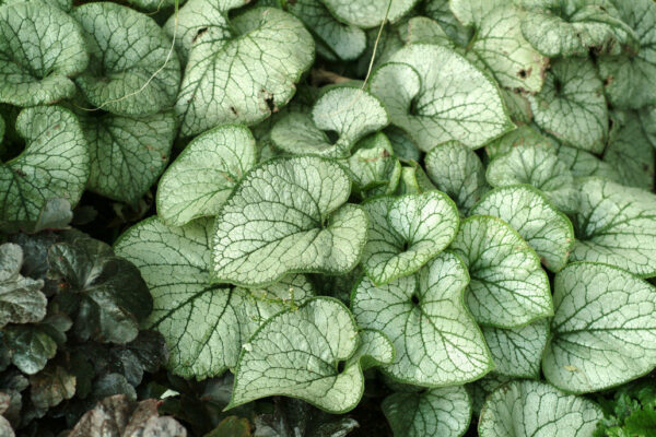 Jack Frost Brunnera