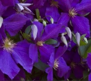 View All Clematis