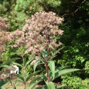 View All Joe Pye Weed