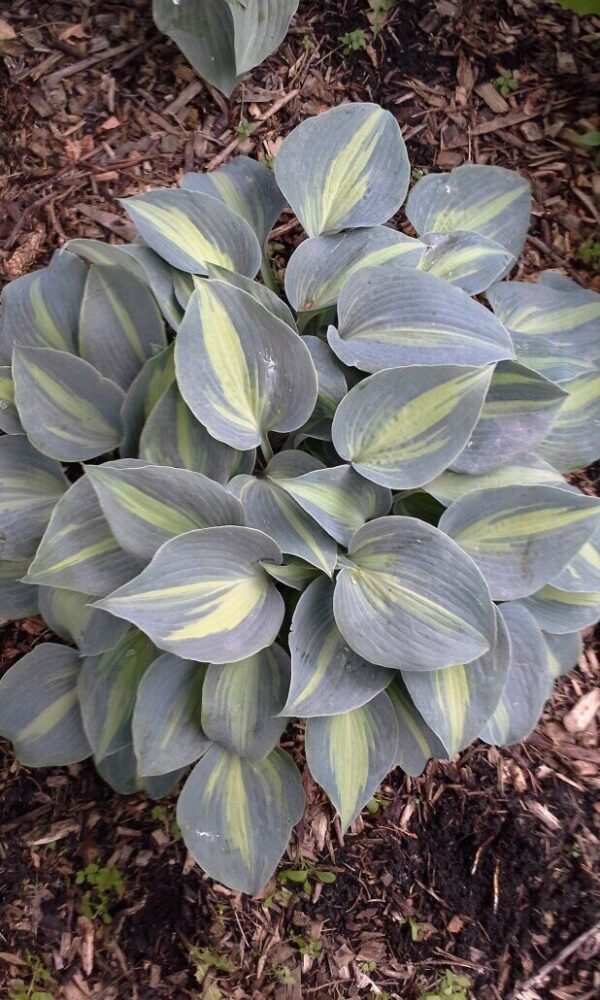 June Hosta