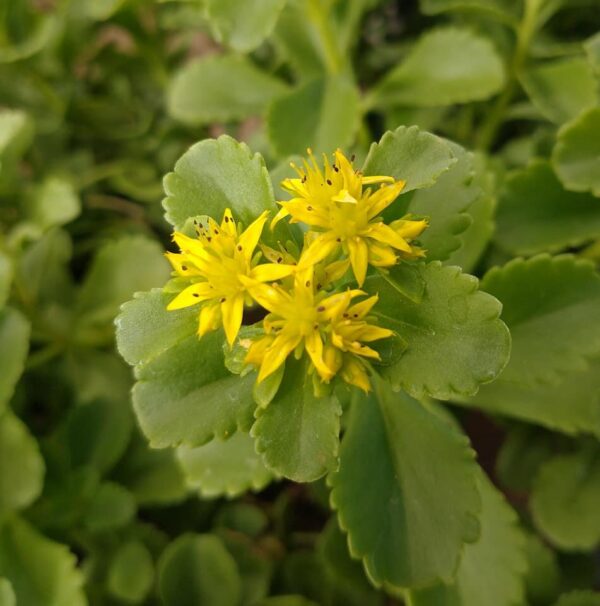 Kamtshaticum Sedum