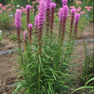 View All Liatris