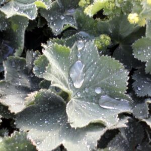 View All Lady's Mantle