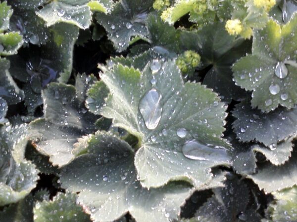 Lady's Mantle