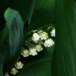 View All Lily of the Valley