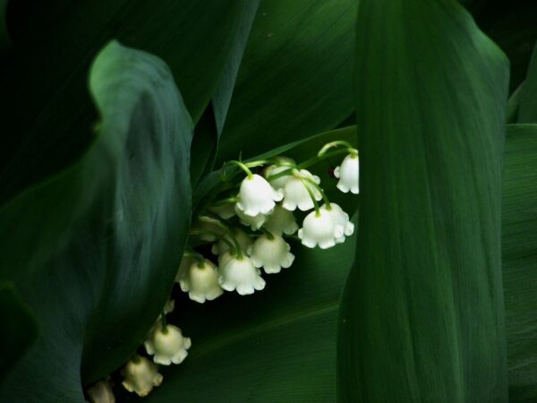 Lily of the Valley