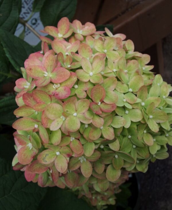 Little Lime® Hydrangea