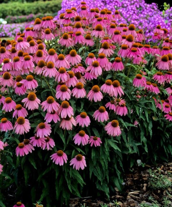 Magnus Coneflower