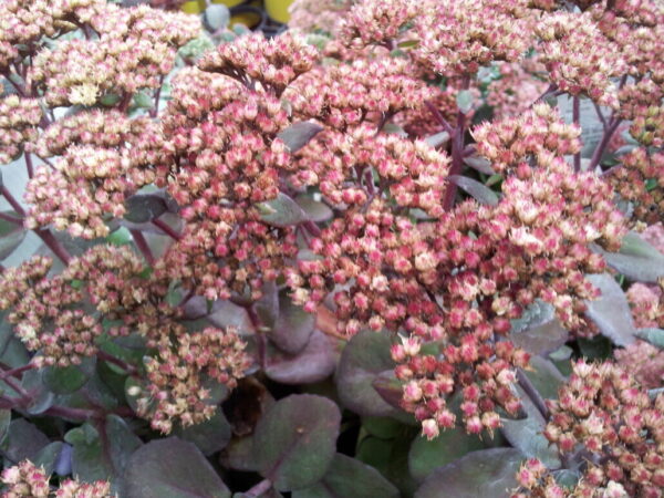 Matrona Sedum