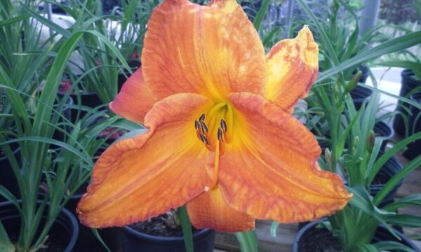 Mauna Loa Daylily