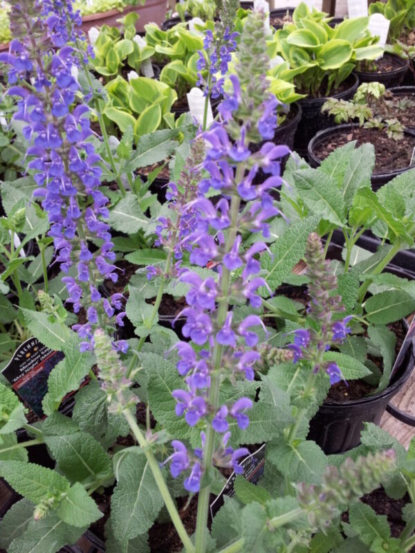 May Night Salvia