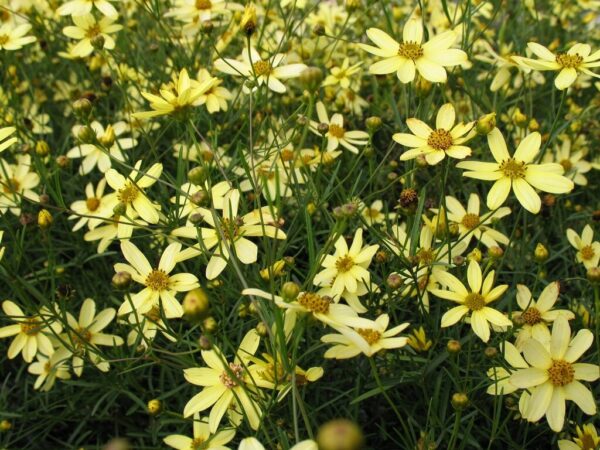 Moonbean Coreopsis