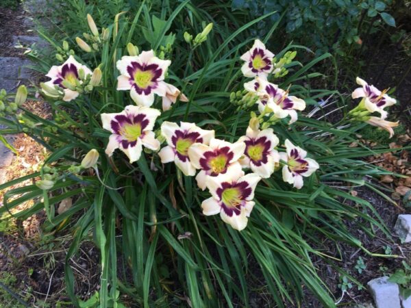 Moonlit Masquerade Daylily