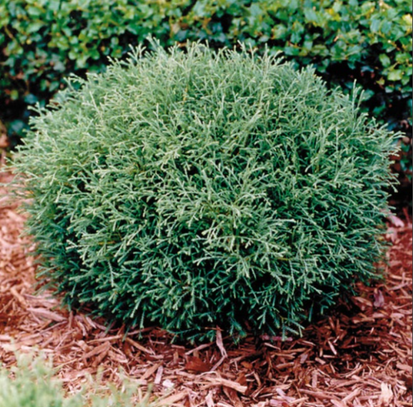 Mr. Bowling Ball Arborvitae